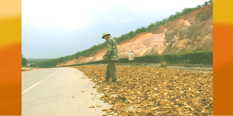 Phương pháp phơi nông sản truyền thống